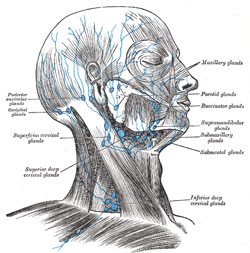 Black and white diagram of human head identifying location of lymph nodes in blue
